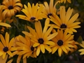 Osteospermum Lemon-1 Osteospermum